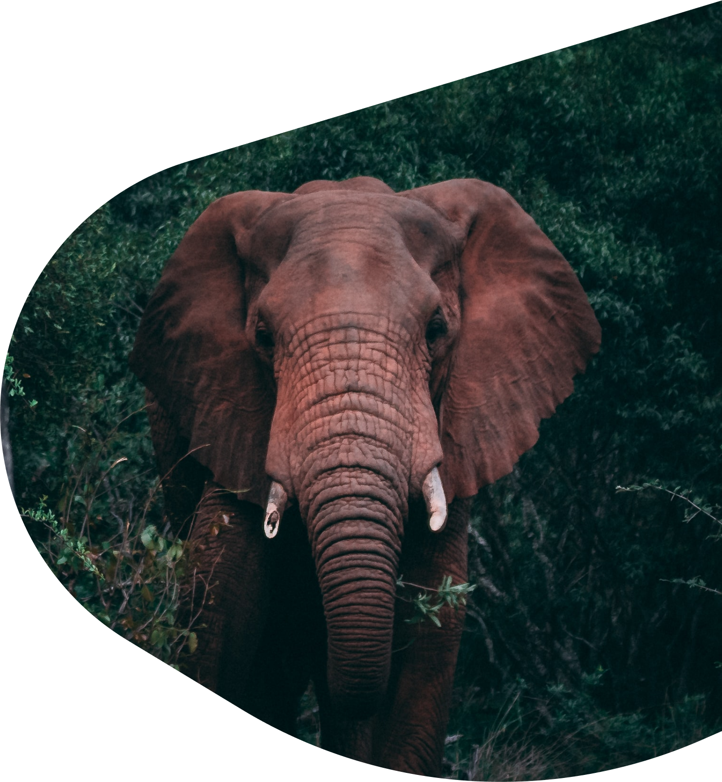Elephant Tracking | Fahlo Bracelet The Bracelet Expedition 
