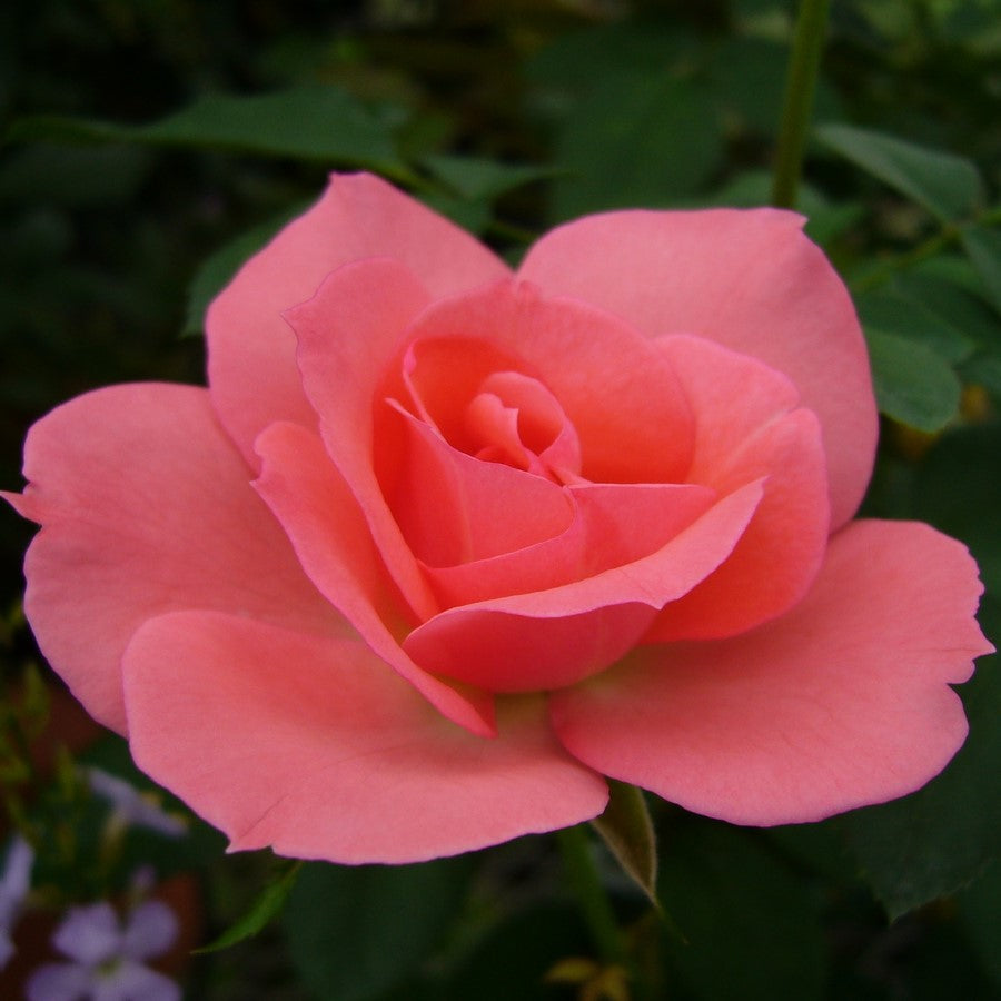 ばら壱のお勧め苗 花匠ばら壱 江別市にある北海道唯一のバラ専門店 花匠 ばら壱