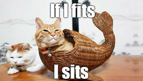 If I Fits I Sits: Cats & Defined Spaces. Read in now on Fang & Fur.