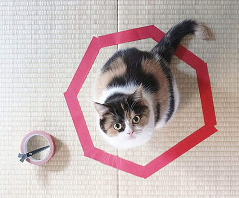 If I Fits I Sits: Cats & Defined Spaces. Read it now on Fang & Fur.