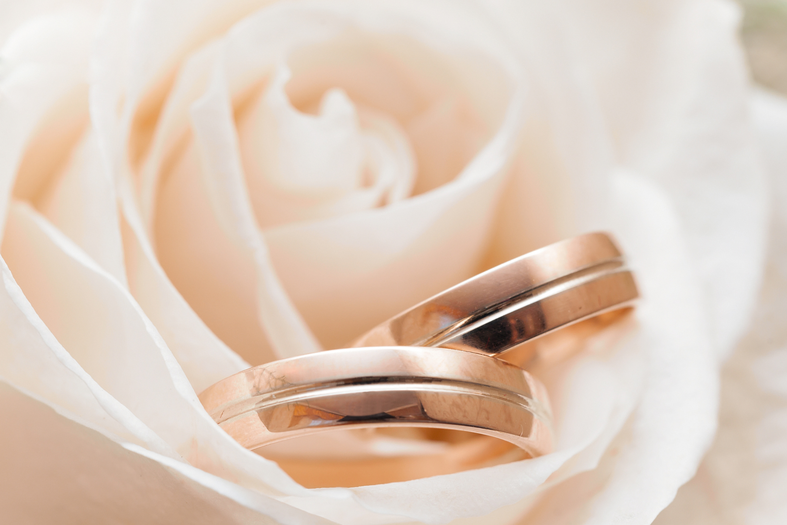 A pair of rose gold wedding bands inlaid with diamonds sit inside a peach-colored rose. 