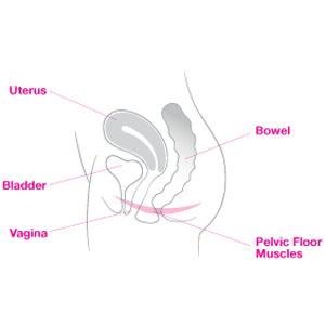female reproductive diagram