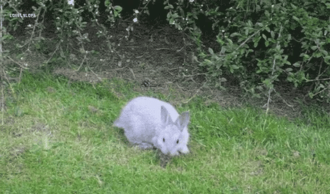 bunny hopping along gif