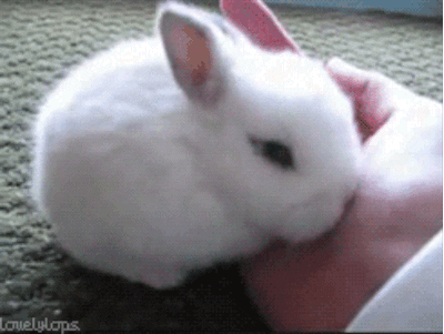 bunny burrowing into a hand gif