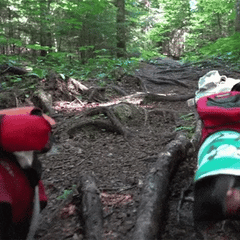 dogs running on a trail gif