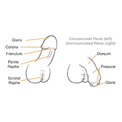 penis anatomy diagram