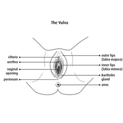 diagram of the vulva