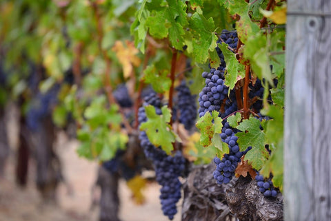 découverte en couple des Vignes à Saint-Émilion