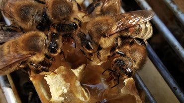 dabīgi vitamīni biškopības produkti ziedputekšņi bišu maize propolis