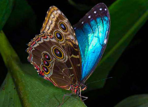 BLUE MORPHO BUTTERFLY – Learning Flys