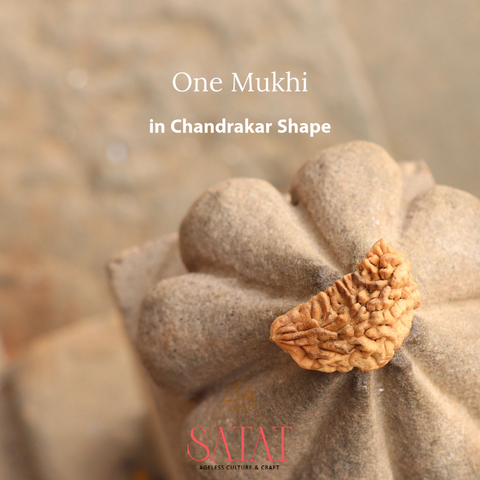 One Face Ek Mukhi Rudraksha Indian Himalyan