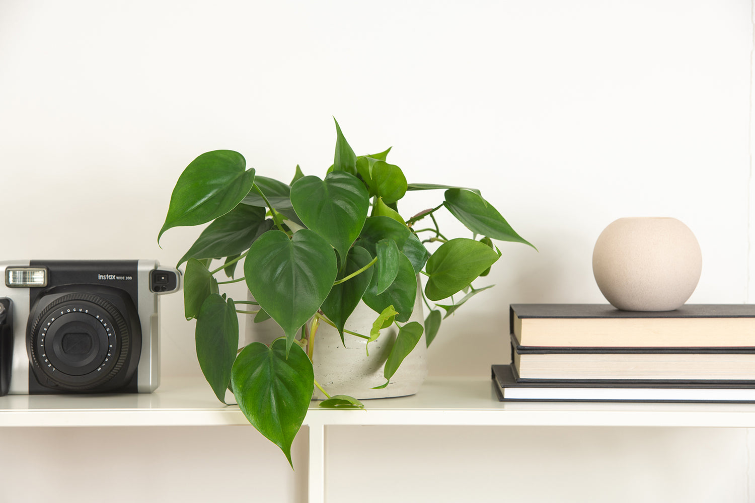 5-plants-to-introduce-to-help-with-air-quality-at-home-design-muse-blog