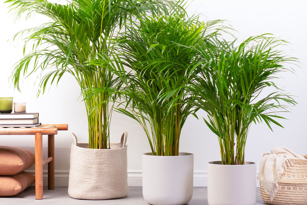 Areca Palm | Prickle Plants