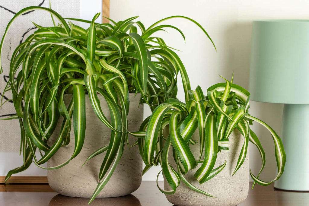 Curly Spider Plant | Prickle Plants