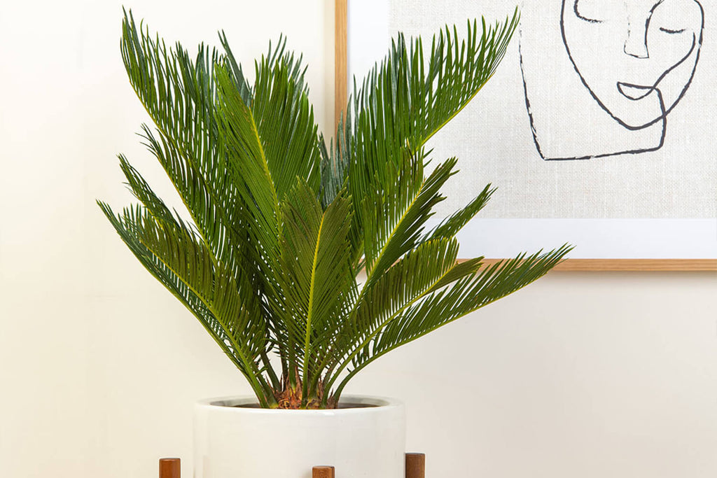 Cycad Palm | Prickle Plants