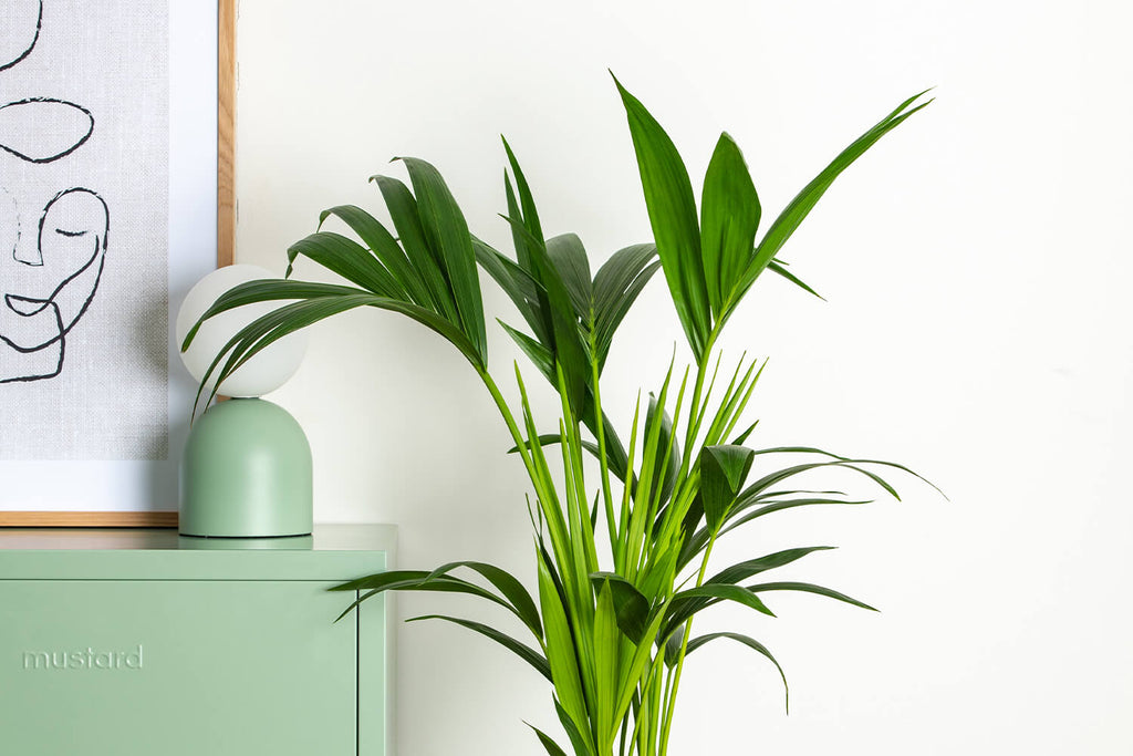 Kentia Palm | Prickle Plants