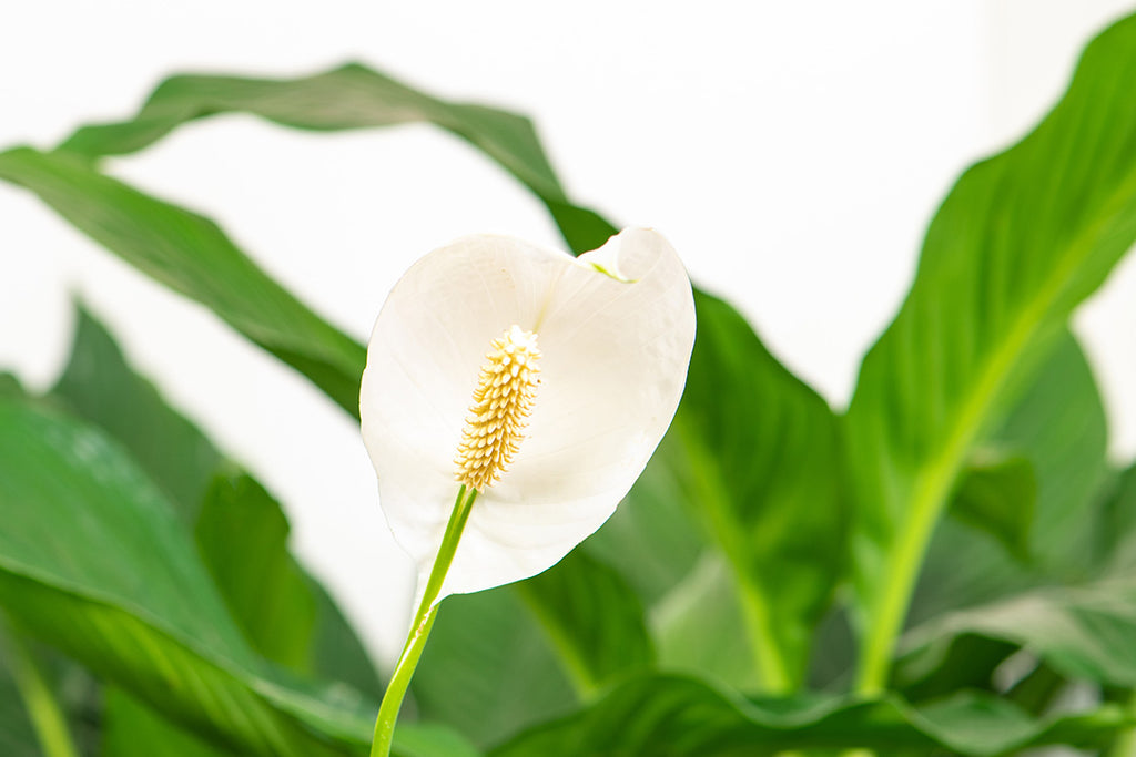 Peace Lily | Prickle