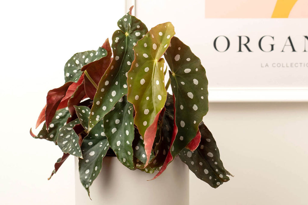 Polka Dot Begonia | Prickle Plants