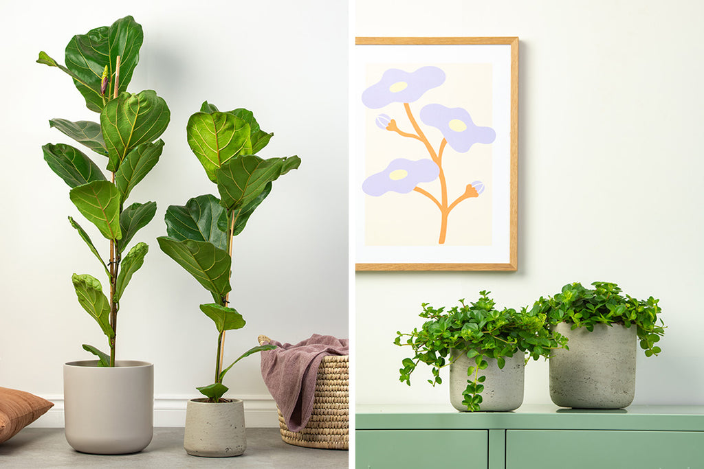 Air Purifying plants - Fiddle-leaf Fig & Jade Plant | Prickle