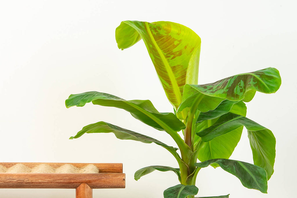 Banana Plant | Musa Dwarf Cavendish | Prickle Plants