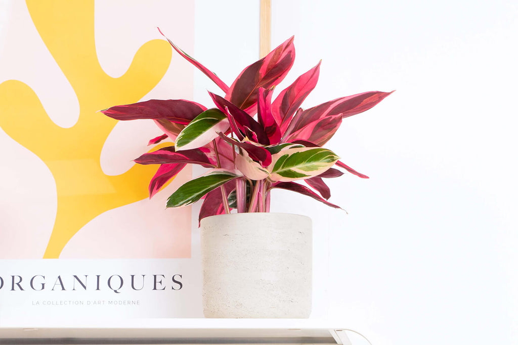 Triostar Prayer Plant | Calathea Stromanthe Triostar | Prickle Plants