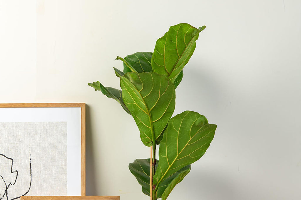 Fiddle Leaf Fig | Prickle Plants