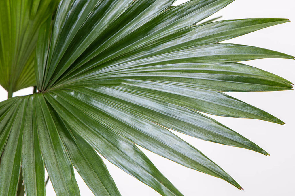 Footstool Palm | Prickle Plants