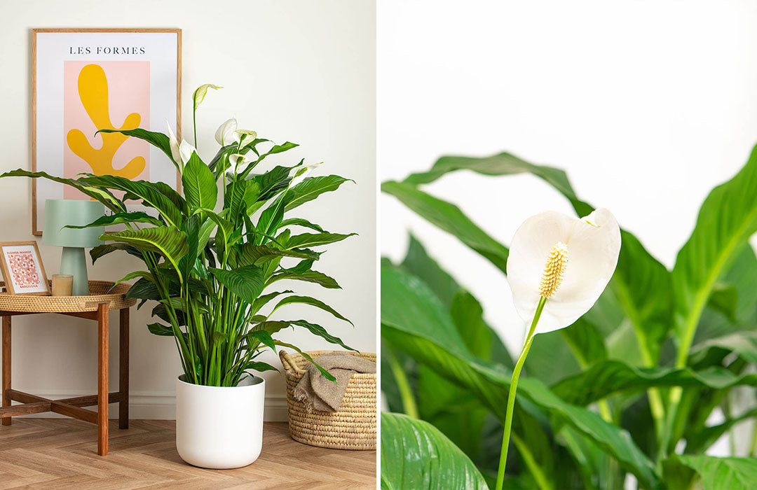 Peace lily plant in white pot on the left side and close up of peace lily flower on left (two photos)