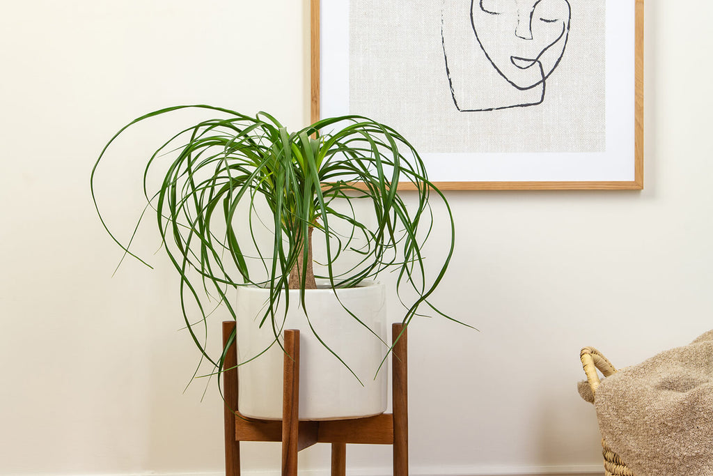Ponytail Palm | Beaucarnea Nolina Tall | Prickle Plants