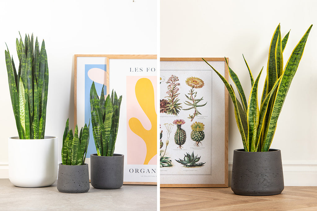 Indoor plants for office environments | Prickle Plants