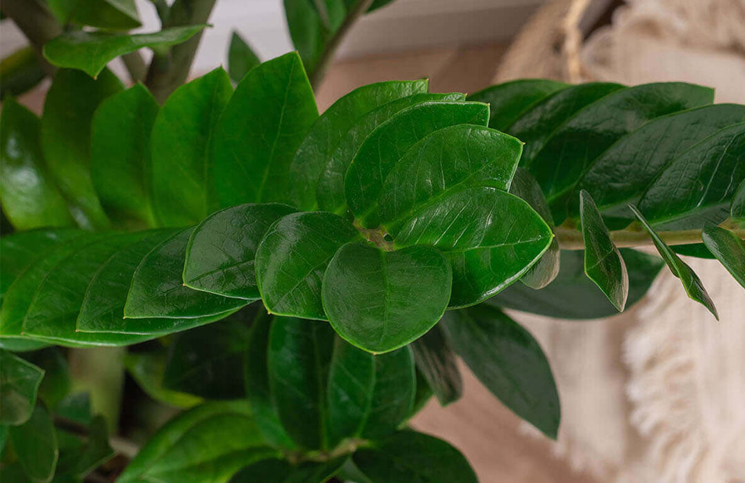 zz plant close up leaf