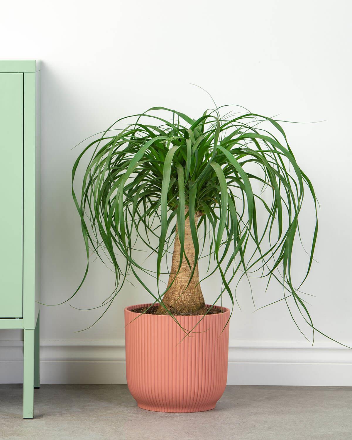 Rond en rond dok Ironisch Ponytail Palm | Beaucarnea Nolina Tall - Straight Stem | Prickle Plants