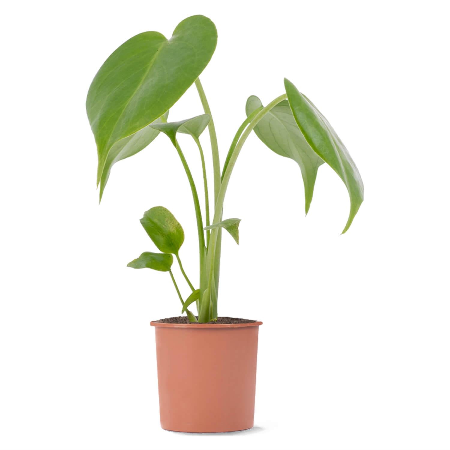 Lil' Swiss Cheese Plant | Monstera Deliciosa | Prickle Plants