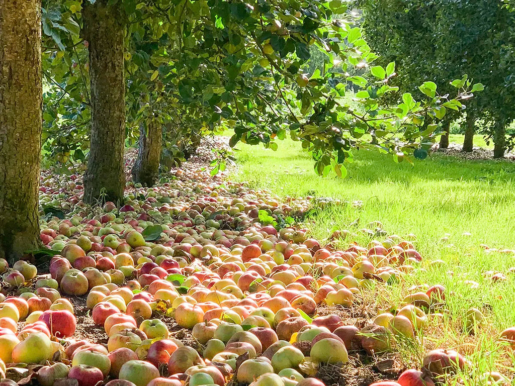 Apples from our Somerset Orchards