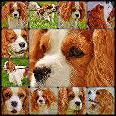 dog collage memorial tribute photos collection pet
