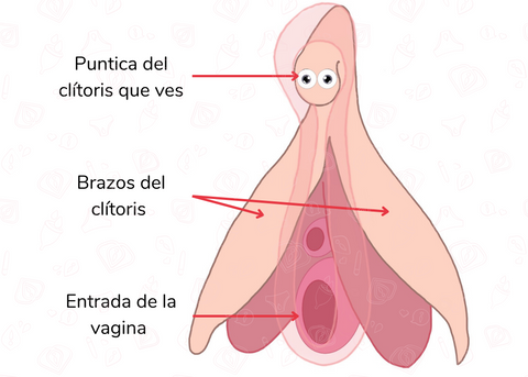 Partes del clitoris, 8000 nervios de placer orgasmo