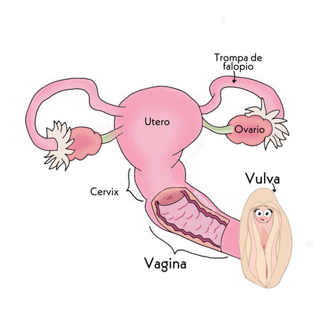 Partes del Utero femenino humano