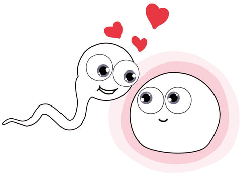 Ovulo y espermatozoide. Fecundación del ovulo