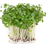 Broccoli Sprouts in Dog Organic Vitamin Supplement