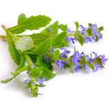 Bugleweed For Hyperthyroid Cat