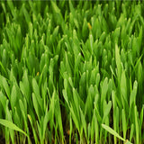 Barley Grass Juice Powder in Dog Organic Vitamin Supplement