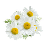 Chamomile Flowers for Dog with Constipation