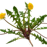 Dandelion Leaf for Dog with Bladder Stones