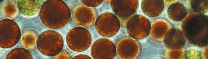 Dunaliella Salina Microalgae in Biosuperfood