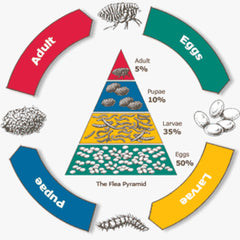 Dog Flea Life Cycle