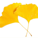 Ginkgo Leaf for Dog and Cat Allergies