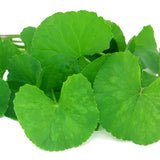 Gotu Kola for Dog Nervous System Support