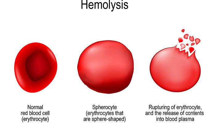 Holistic Treatment to Prevent Hemolysis in IMHA Dogs