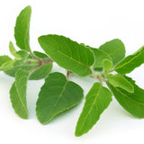 Holy Basil for Female Dog Incontinence