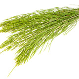 Horsetail Herb for Female Dog Incontinence